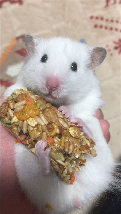 Syrian Hamster Doing What It Is Best At Eating And Looking Cute