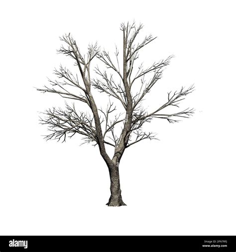 Green Ash Tree In Winter Isolated On White Background 3d