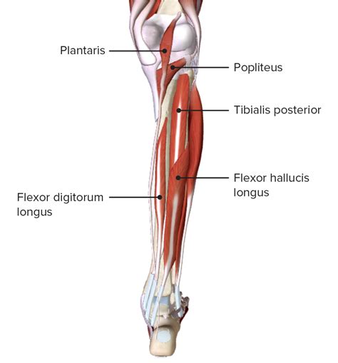 Deep Posterior Lower Leg Muscles