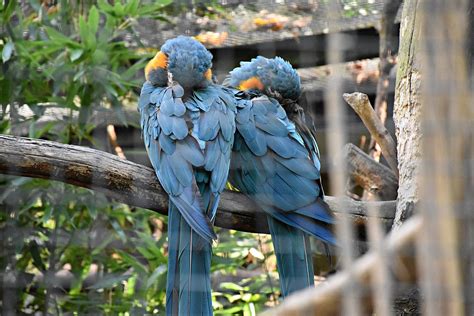 Blue Throated Macaw Zoochat