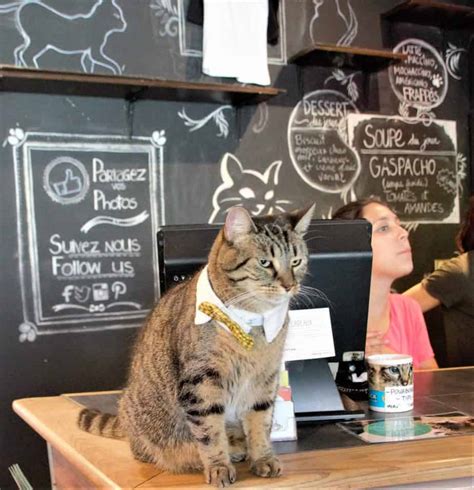10 Of The Most Adorable Cat Cafes In The Us And Canada