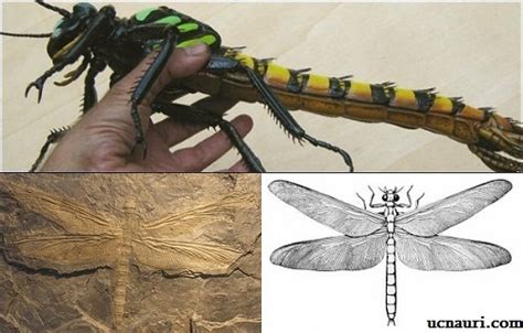 Prehistoric Bugs And Stuff