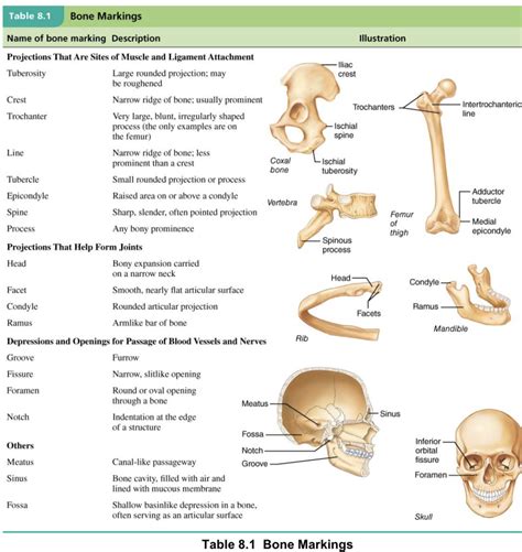 Bone Quizlet