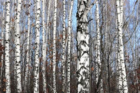 Beautiful Landscape With White Birches Stock Image Image Of Autumn