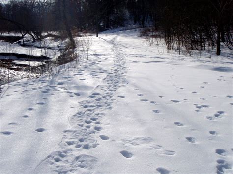 Footprints In Snow Winter Scenes Hiking Trails Scenes