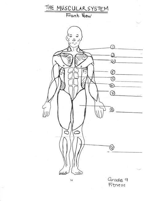 Printable Muscle Anatomy Chart Blank Muscle Diagram T