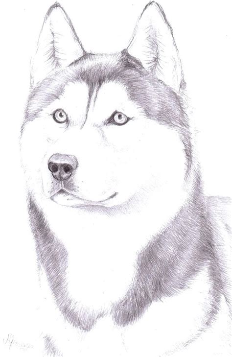 Siberian husky coloring pages look real free printable animals. Google Image Result for http://alfamag.info/wp-content ...