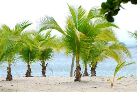 Pictures Of Different Types Of Palm Trees
