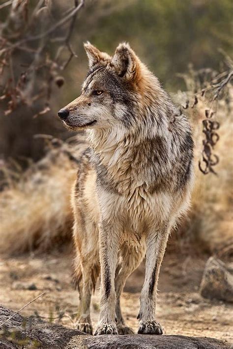 Sign In Mexican Wolf Wolf Dog Wolf Photos