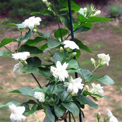 Jasminum sambac, Mogra, Arabian Jasmine - Plant » Go Garden