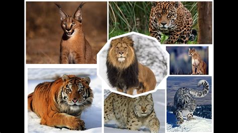 Top 10 What Sounds Do The Largest Wild Cats In The World Make Youtube