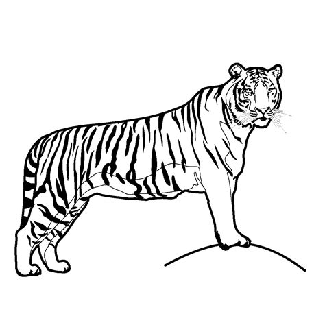 Coloriage Tigre Animaux Dessin Colorier Coloriages