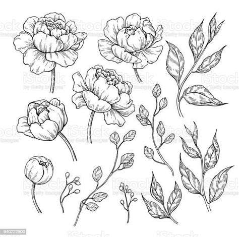 Peony Flower And Leaves Drawing Vector Hand Drawn Engraved Floral Set