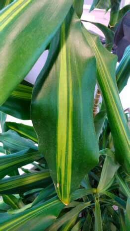 How to care for a corn plant. Dracaena Fragrans (Corn Plant) Guide | Our House Plants