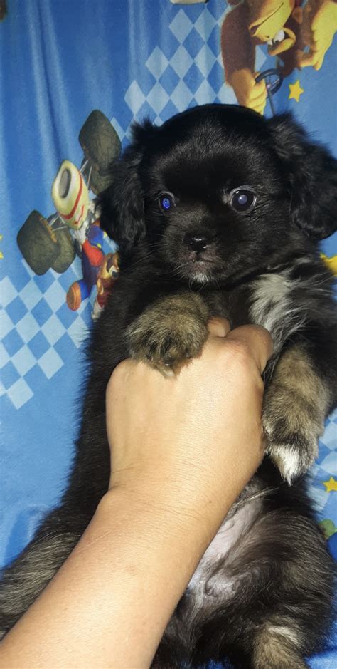 Adopt a puppy and enjoy saving two lives, both the little (or big) pup you adopt, plus, the space that opens for another dog in need of a shelter or rescue. Tibetan Spaniel Puppies For Sale | Paso Robles, CA #305527
