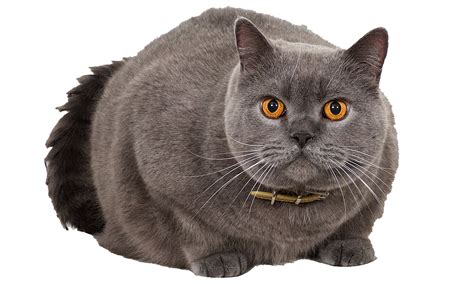 Fat British Shorthair Cat Png All Png All