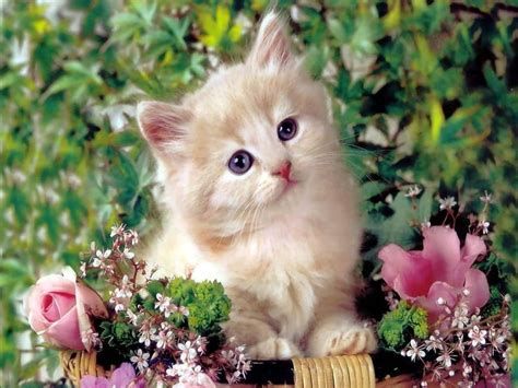 Cute Pets Wallpapers Top Free Cute Pets Backgrounds Wallpaperaccess