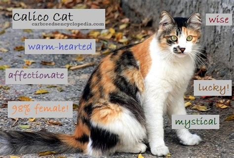 The Calico Cat Cat Breeds Encyclopedia