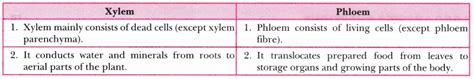 Why Are Xylem And Phloem Called Complex Tissues How Are They Different