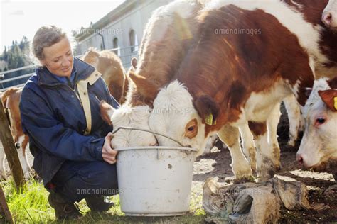 Sweden Vastergotland Olofstorp Woman Feeding Cows Bos Taurus
