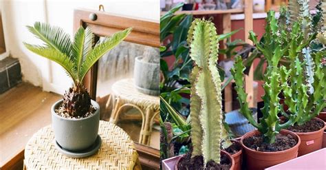 Check spelling or type a new query. Where To Buy Plants Online in Singapore: 6 Plant Shops To ...