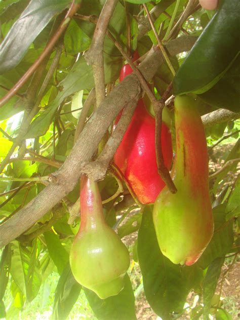 Polynesian Produce Stand ~giant Laulau~ Syzygium