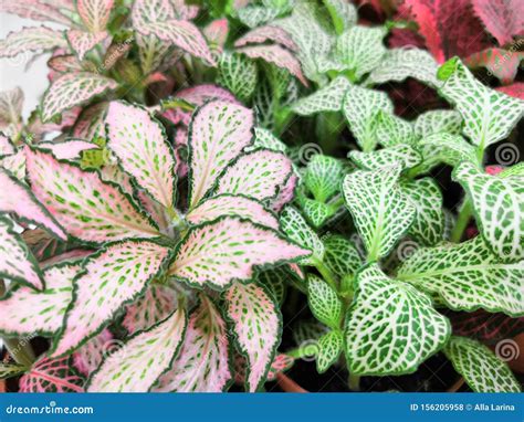 Striped Colorful Bright Beautiful Leaves Of Tropical Plants Fittonia