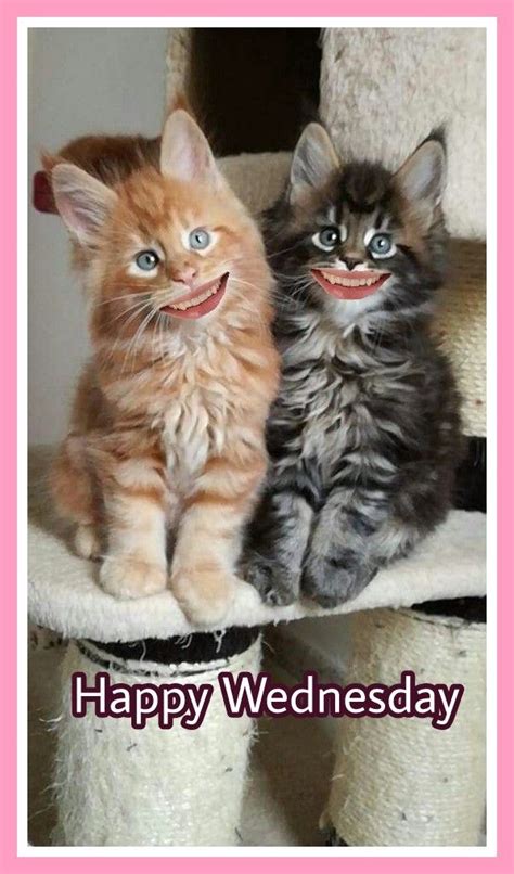 Happy Wednesday Kittens Cutest Cute Cats Kittens
