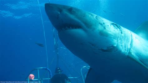 Deep Blue, one of the biggest great white sharks ever filmed, 'was way ...