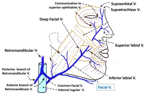 Face - Venous and Lymphatic Drainage , Anatomy QA