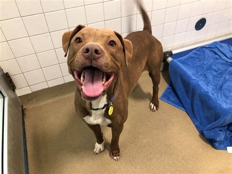 Dallas Animal Services and Adoption Center - Home | Facebook