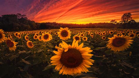 2560x1440 Sunflower Field 5k 1440p Resolution Hd 4k Wallpapers Images