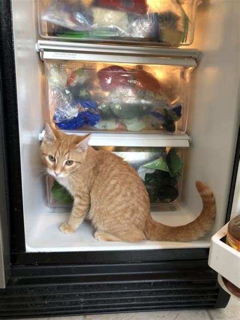 Refrigerator Cat Cats Animals