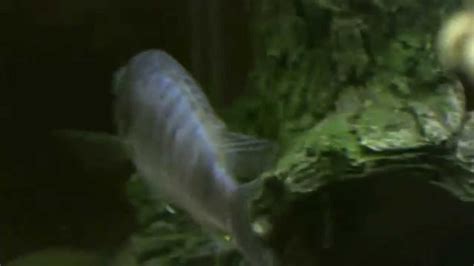 How To Sex African Cichlids Youtube