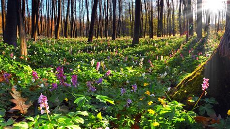 Lots Of Flowers In The Forest Wallpaper Nature And Landscape