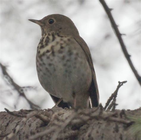 Ca Bird Photos Birds Of California Hermit Thrush