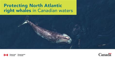 Protecting North Atlantic Right Whales In The Roseway Basin