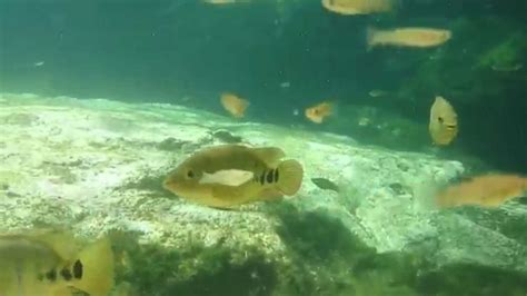 Cenote Azul Quintana Roo Underwater Fish Youtube