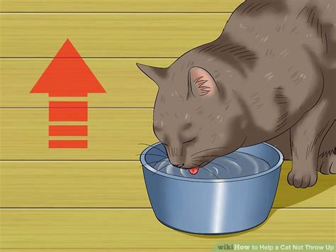 Find out what this common symptom means and when you should take your cat to the vet. Cat Vomit Yellow Foam - toxoplasmosis