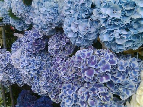 How To Care For Cut Hydrangeas First Come Flowers