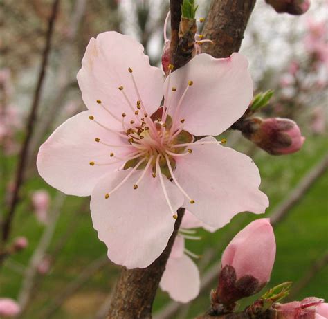 The Pictures Peach Blossom 197