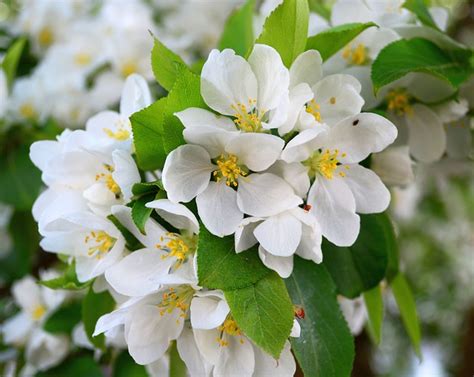 Apple Blossom Flowers Branch Free Photo On Pixabay Pixabay