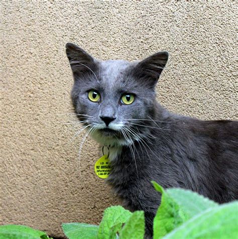 50++ A forever home animal rescue ideas