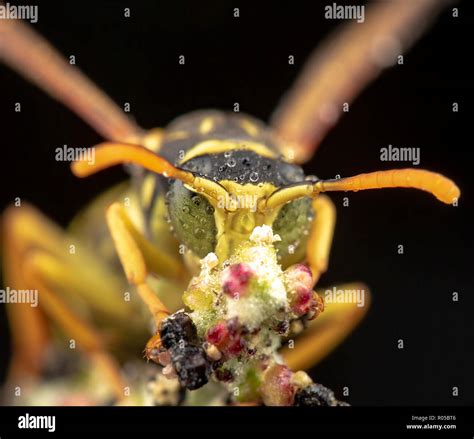 Real Wasps Hi Res Stock Photography And Images Alamy