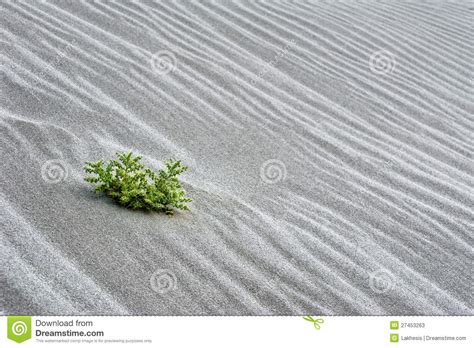 Sand Dune In Desert With Growing Cactus Stock Image Image Of Desert