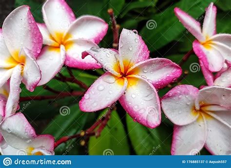 Beautiful Five Petal Plumeria Flower Stock Image Image Of Nature