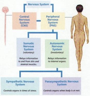 The nervous system can be separated into divisions on the basis of anatomy and physiology. Anatomy/Nervous System - Science Olympiad Student Center Wiki