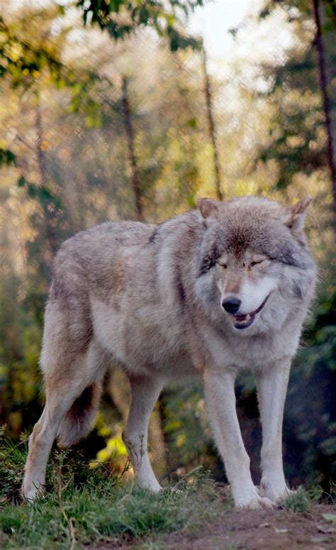 Free Stock Photo Of Gray Wolf Grey Wolf Wolf