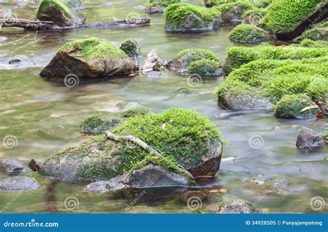 Moss Covered Rocks In River Stock Image Image Of Leaf Nature 34928505