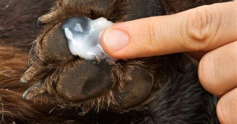 How To Get Rid Of Cysts On Dogs Paws Causes And Easy Home Remedies